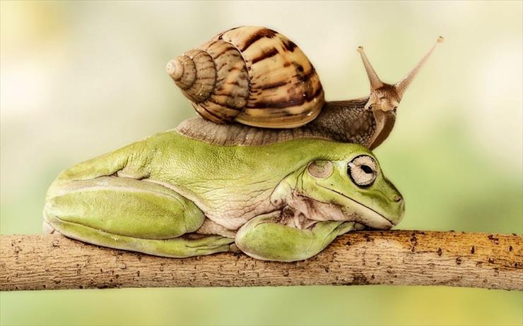 Ślimaczek - snail-frog.jpg