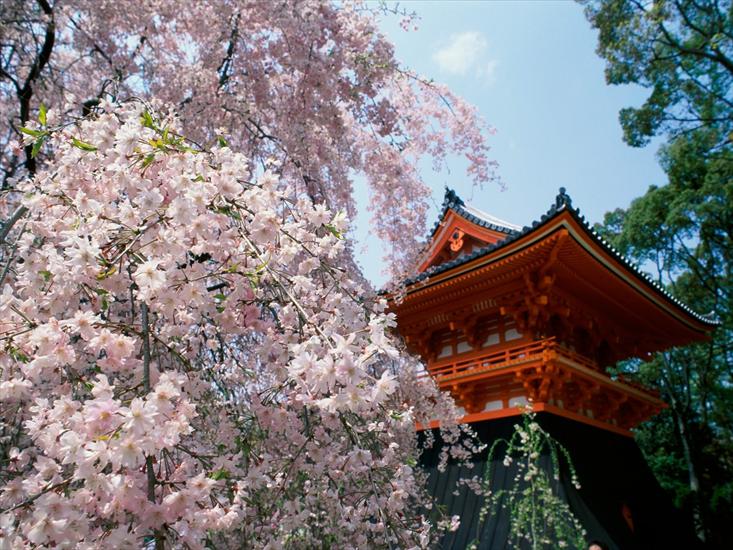 krajobrazy - Cherry Blossoms, Ninnaji Temple, Kyoto, Japan.jpg