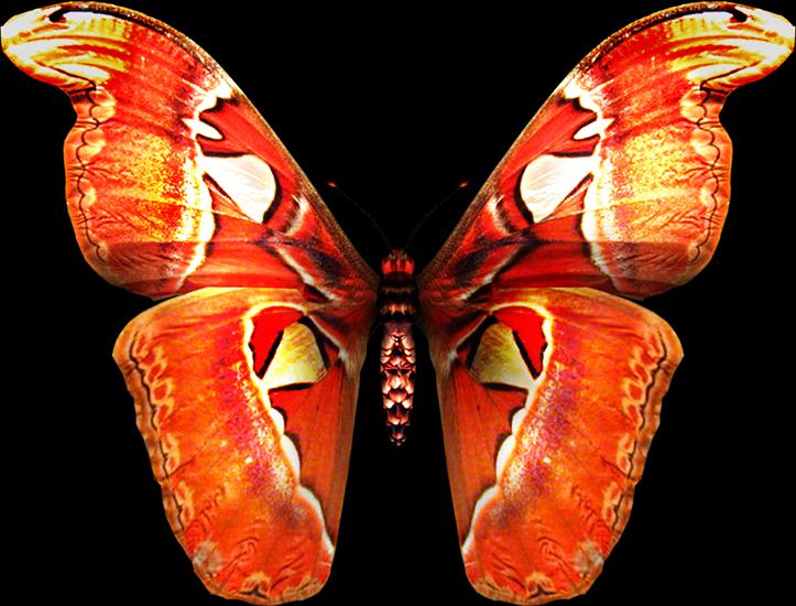 motyle - 2 - butterfly 67.png