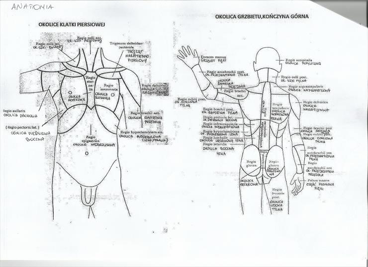 OPIEKUN MEDYCZNY1 - anatom13.jpg