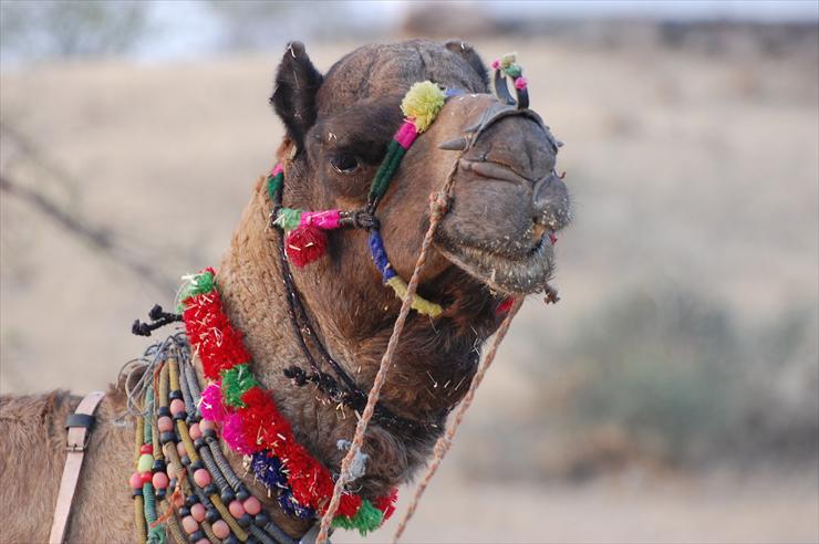 Tapety Na Komputer - smiling-indian-camel.jpg