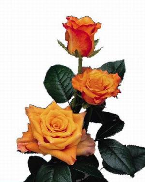 róże - kr-049-ruze-oranzova-1ks.jpg