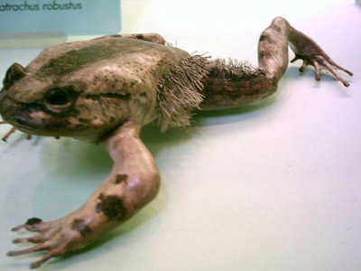 Najpiękniejsze Żaby Świata - horror_20frog.jpg