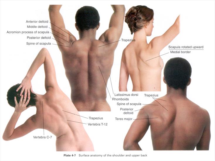 Anatomia masażu - P 4-7.JPG