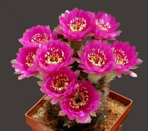 Kwitnące kaktusy - Imagen26.jpg