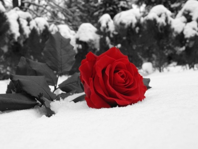 róże czerwone - rłe 16.jpg