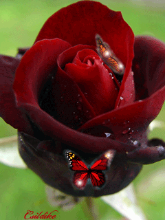 GIFY KWIATÓW - Motylki plus róże.gif