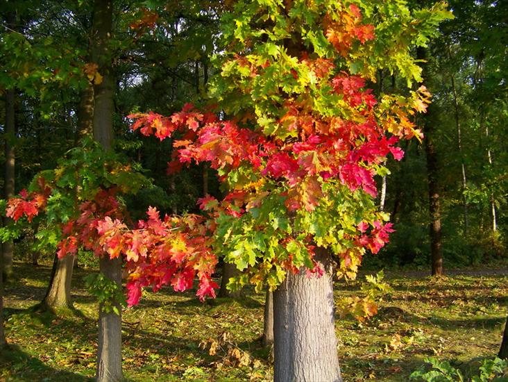 Drzewa ,Widoki - jesień 9.jpg