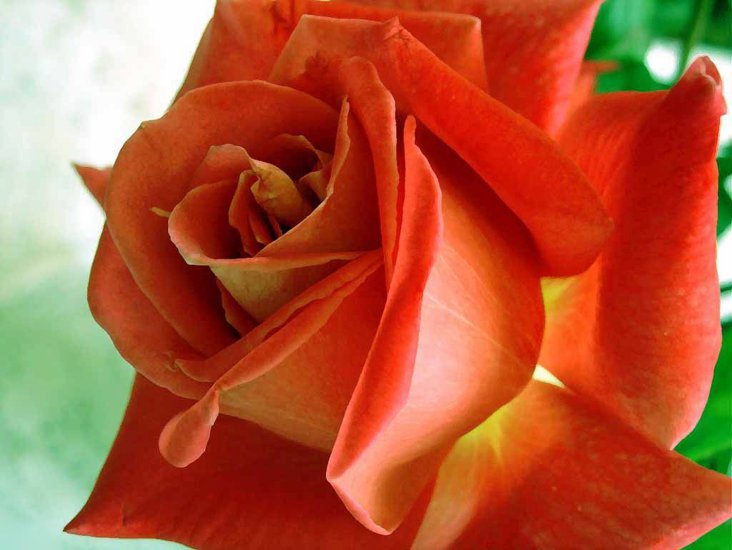 RÓŻE1 - Orange-Rose-1024x768.jpg