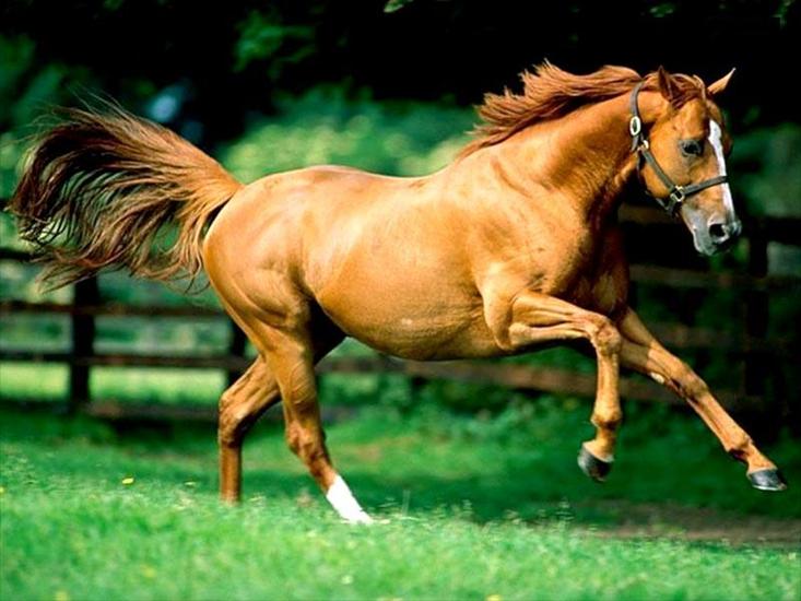 Konie - konie_451.jpg