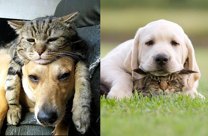zwierzęta - cat and dog.jpg