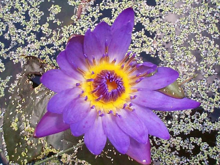 Nenufary-lilie wodne - water-lilyb.jpeg