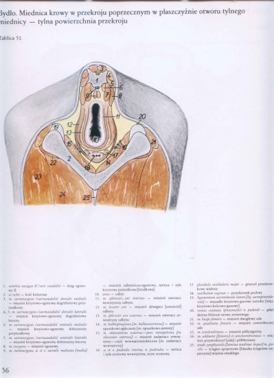 atlas anatomii topograficznej-miednica i kończyny - 050.jpg