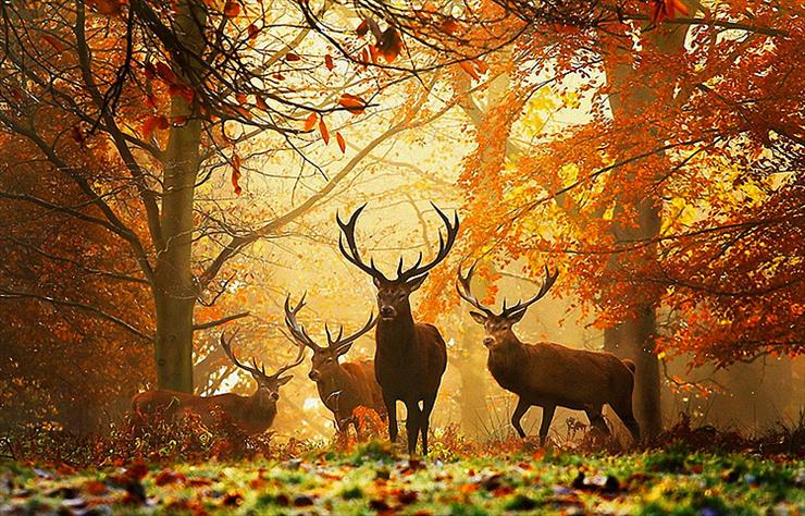 Gify - Jesień - cerf-dans-la-foret.jpg