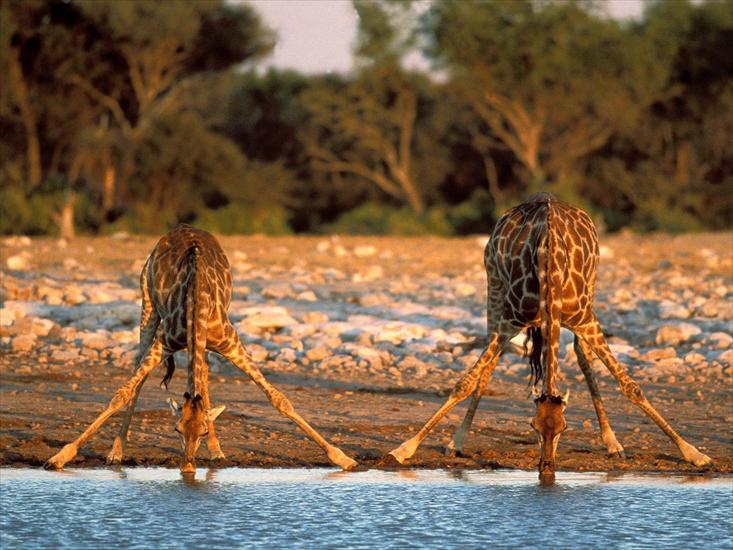 Afryka - Thirsty Giraffes, Etosha National Park, Namibia.jpg