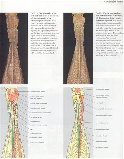 09.the vertebral column - 09.jpg
