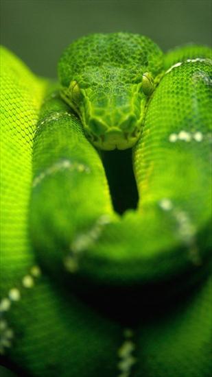 Tapety - Snake 2.jpg