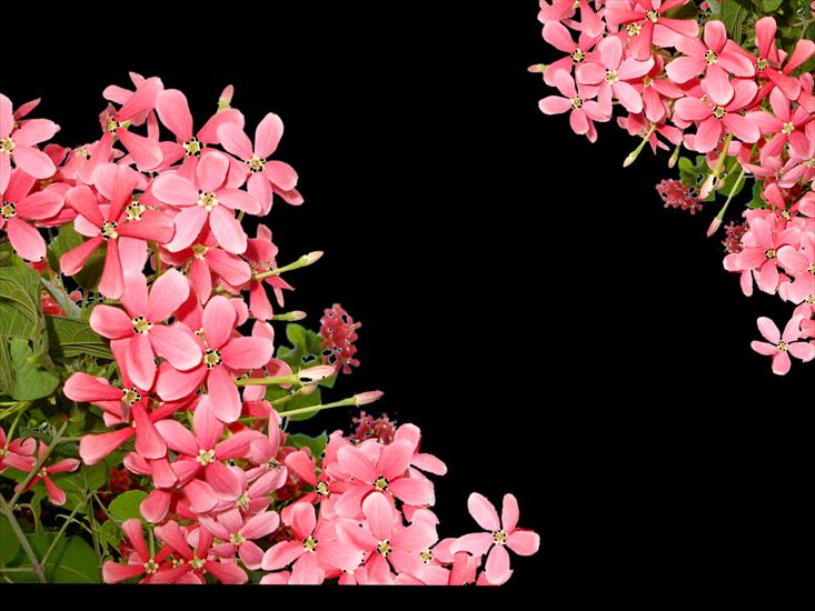 kwiaty,rośliny - 068.png