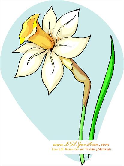 Wiosna1 - free-daffodil-flashcard.jpg