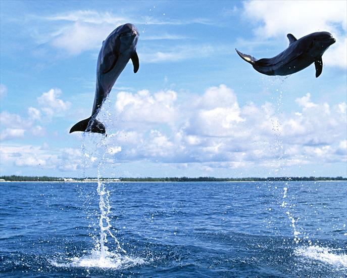 TAPETY-Zwierzęta i ryby - Dolphin 19.jpg