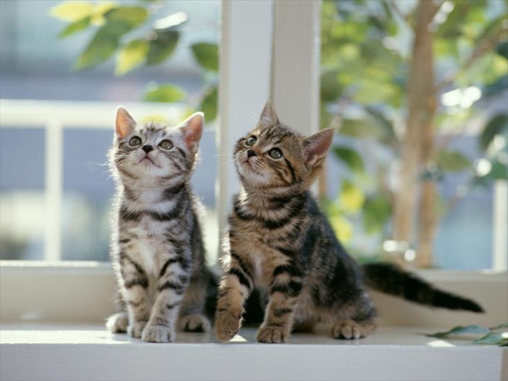 Fotografie - 2 Tabby Kittens.jpg