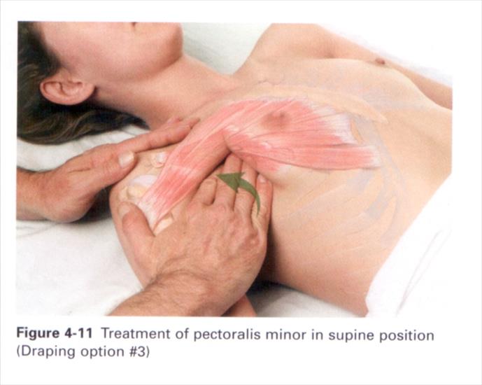 Anatomia masażu - 4-11.JPG