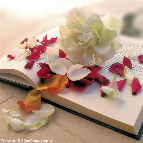 Delfino Francesca - white_rose_and_petals_by_ladyfatadudesons-d4xiwjw.jpg