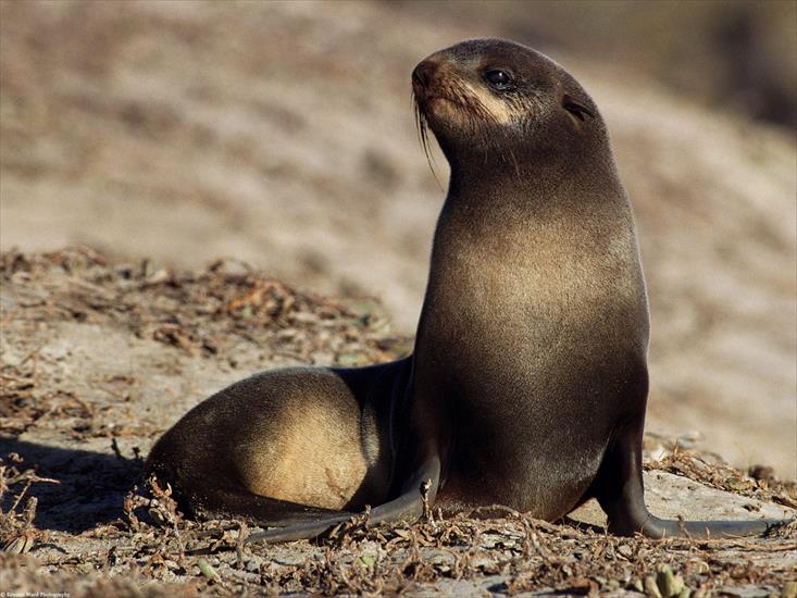 Zwierzęta - Soaking up the Sun, Channel Islands.jpg