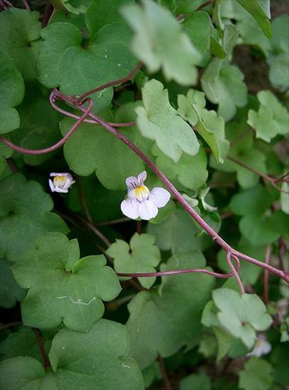 Byliny ogrodowe zdjęcia - Cymbalaria bluszczykowata.jpg