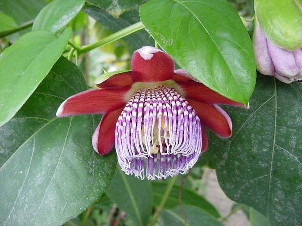 Passiflora - passiflora 43.jpg