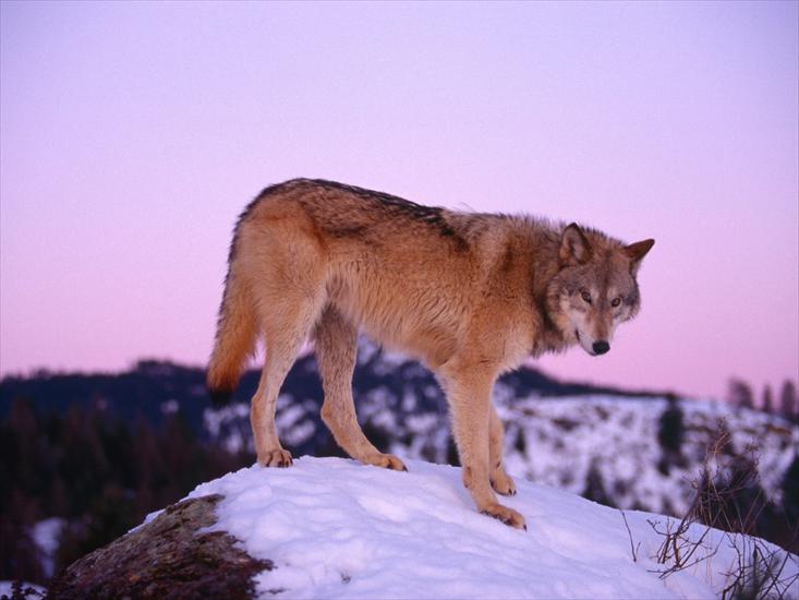  Animals part 2 z 3 - Gray Wolf at Dusk.jpg