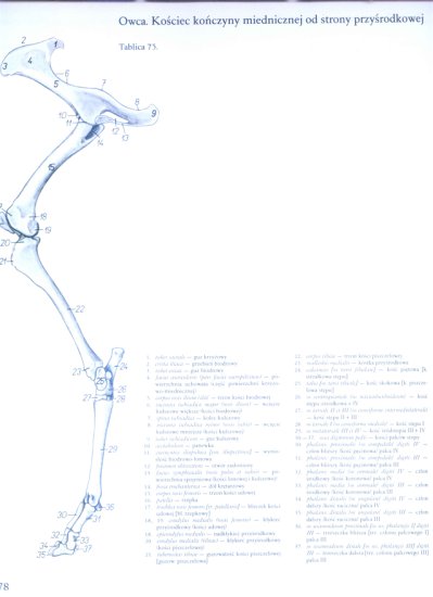 atlas anatomii topograficznej-miednica i kończyny - 072.jpg