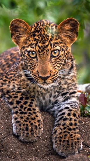 zwierzaki - leopard_predator_snout_big_cat_106114_720x1280.jpg