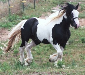 Piękne Konie - caballo.bmp