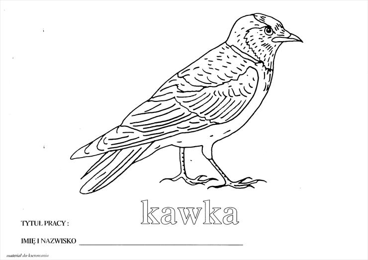 Polskie ptaki - Kawka.BMP
