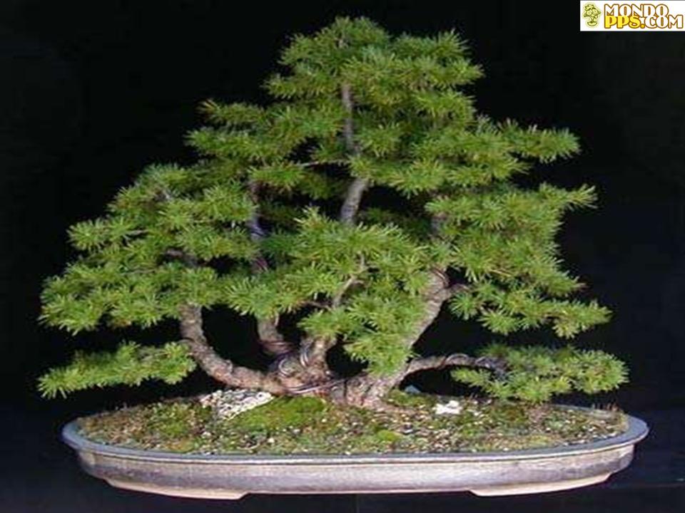 Drzewka Bonsai - Bonzai 20.JPG