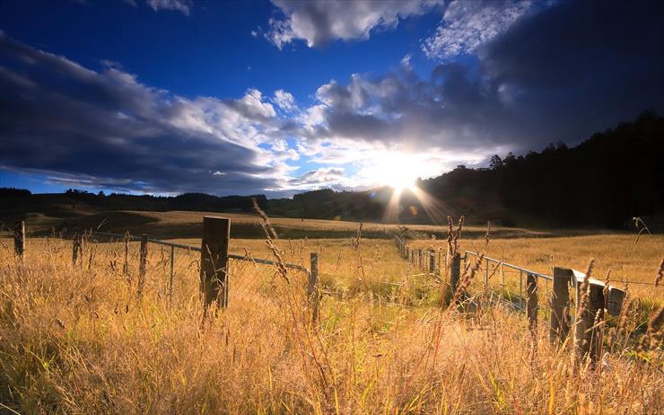 1920 x 1200 - Field of Gold,Hunua, Auckland, New Zealand.jpg