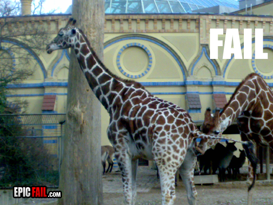 Zdjęcia Fail  Plik Rar - zoo-photo-fail-giraffe.jpg