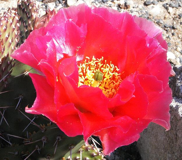Kwitnące kaktusy - 45.jpg