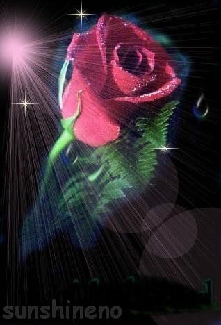 Róże symbol miłości - mediumjxgvi65647d3f07e28b5a68292.jpg