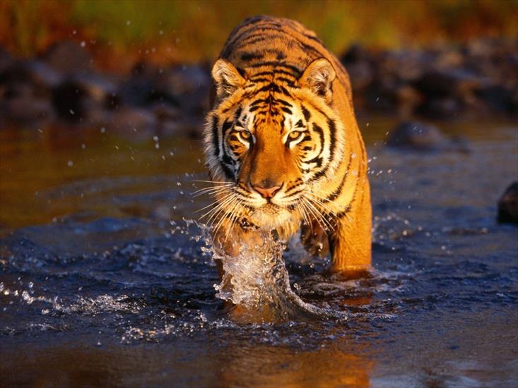tygrysy - Dzikie koty 10.jpg
