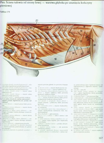 atlas anatomii-tułów - 163.jpg