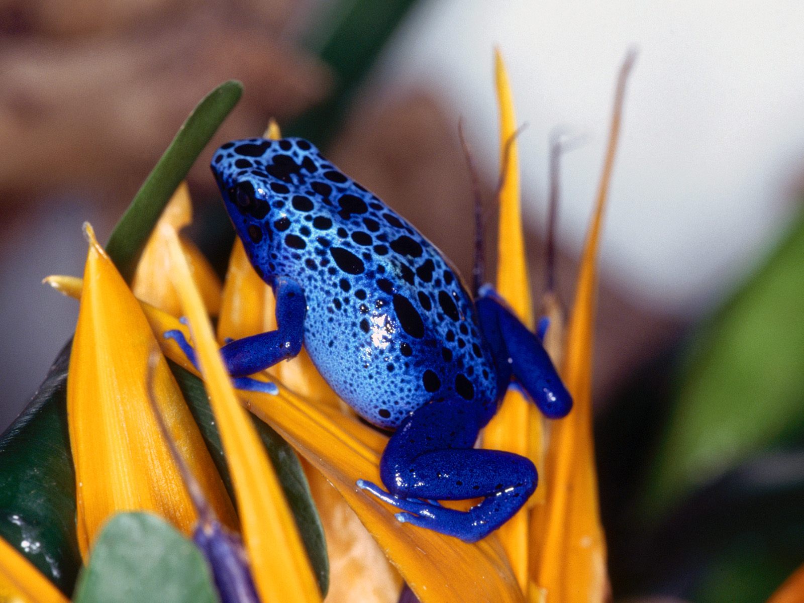  Animals part 1 z 3 - Blue Poison Frog.jpg