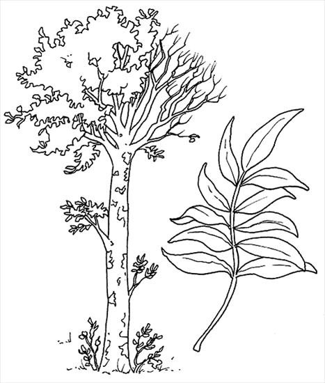 gatunki drzew i liści - jesion.gif