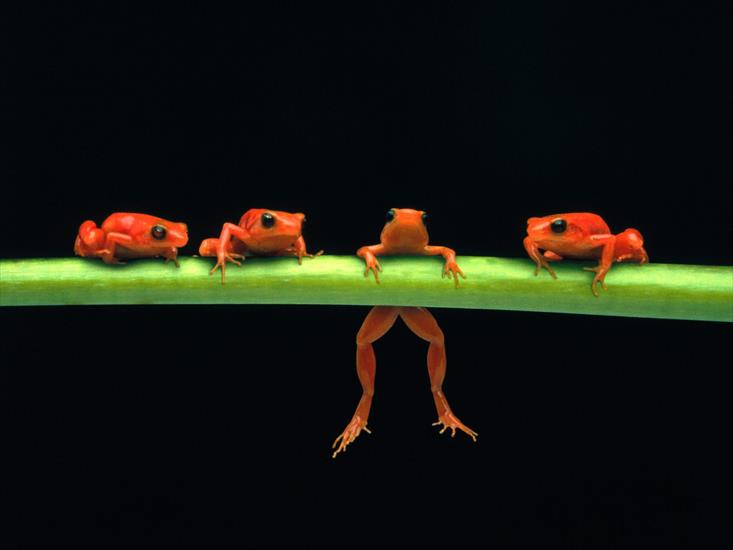 PŁAZY - Frog Wallpaper 12.jpg