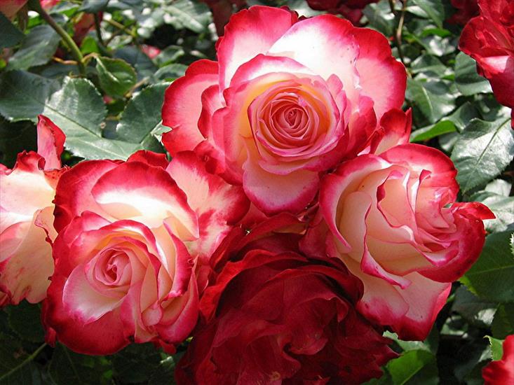 róże - Roses_22.jpg