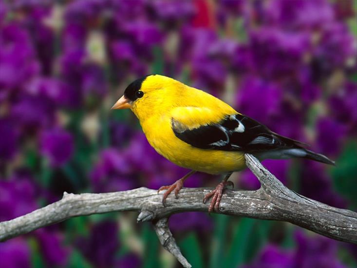 Ptaki birds - Yellow-fronted_Canary.jpg