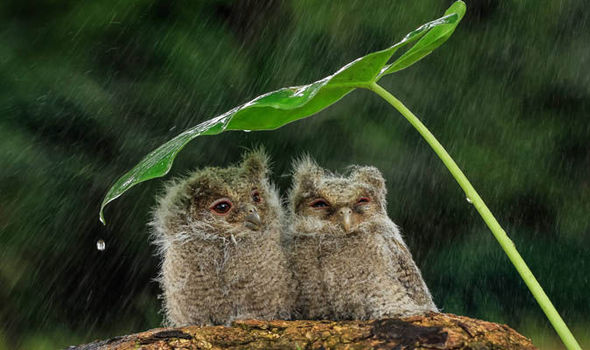 Ptaki - Owls-Indonesia-rain-653797.jpg