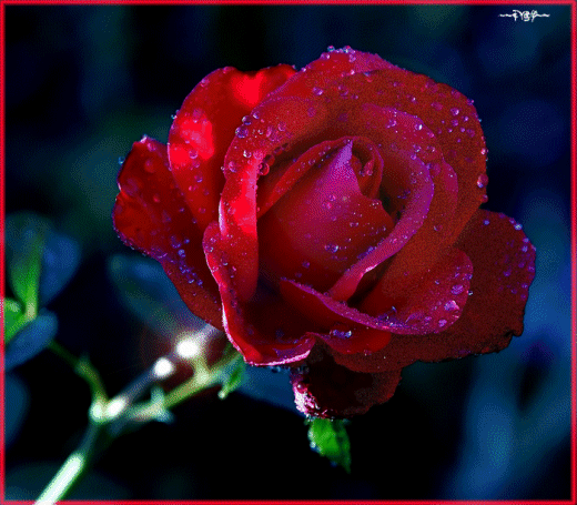 kwiaty   róże - czerwona_roza_19.gif