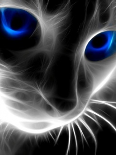 Galeria - Blue_Eye_Cat.jpg